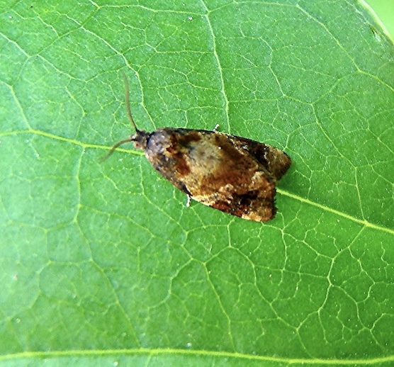 red-barred tortrix